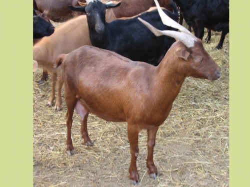 les chèvres du Rove