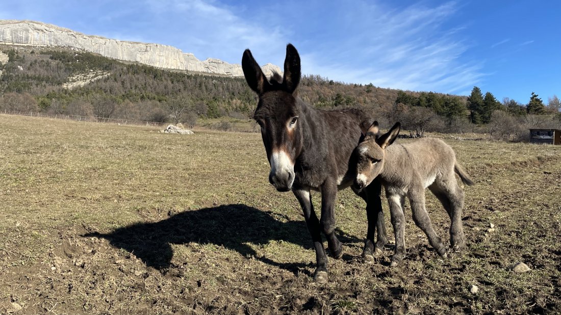 Nos autres animaux