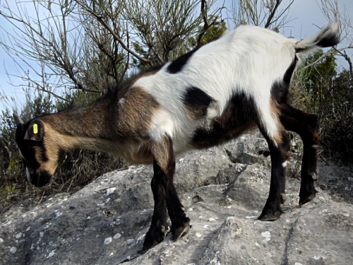 Les chèvres commune provençale